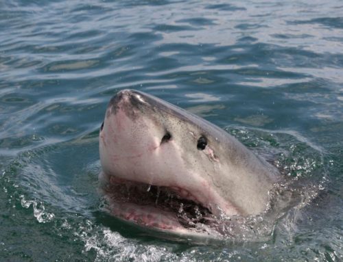 About Great White Sharks