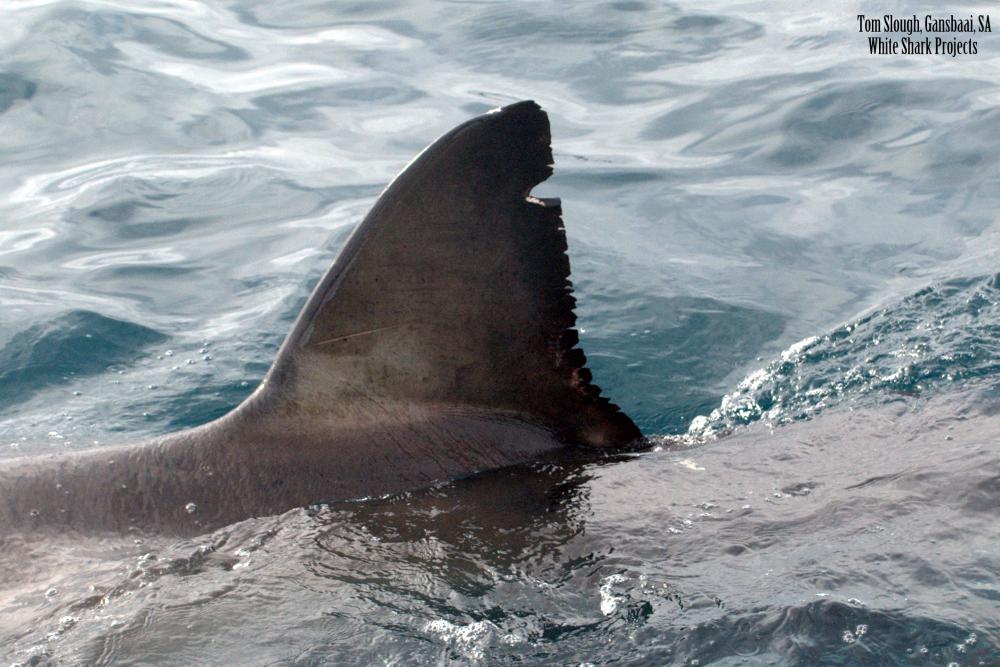 Shark Cage Dive Gansbaai