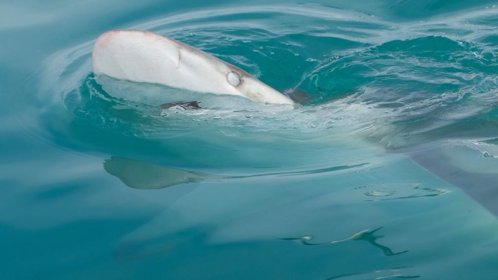 Bronze Whaler Sharks