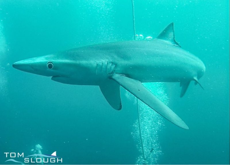 Meet the Bronze Whaler Shark