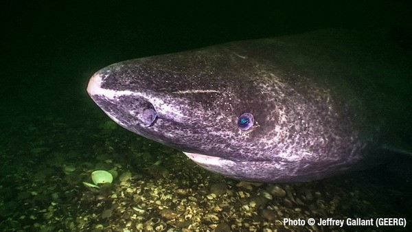 greenland shark