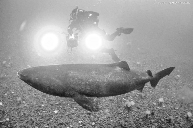 greenland shark 2