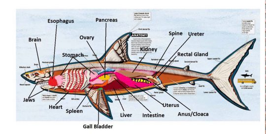 Shark Internal Anatomy – Part 1