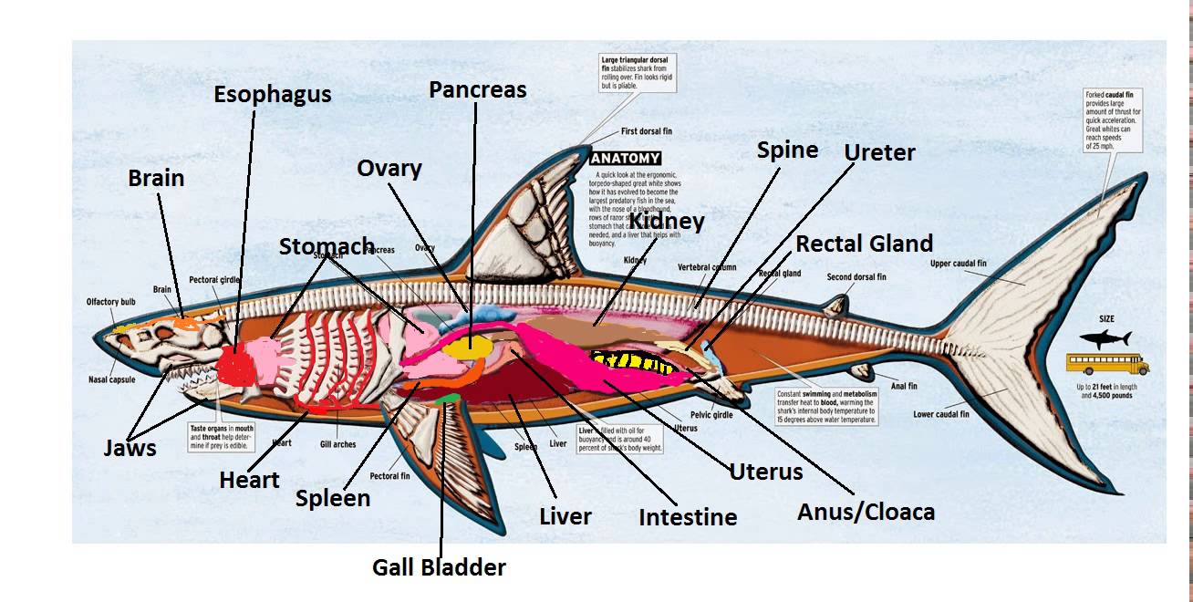 Shark Internal Anatomy Part 1 White Shark Projects