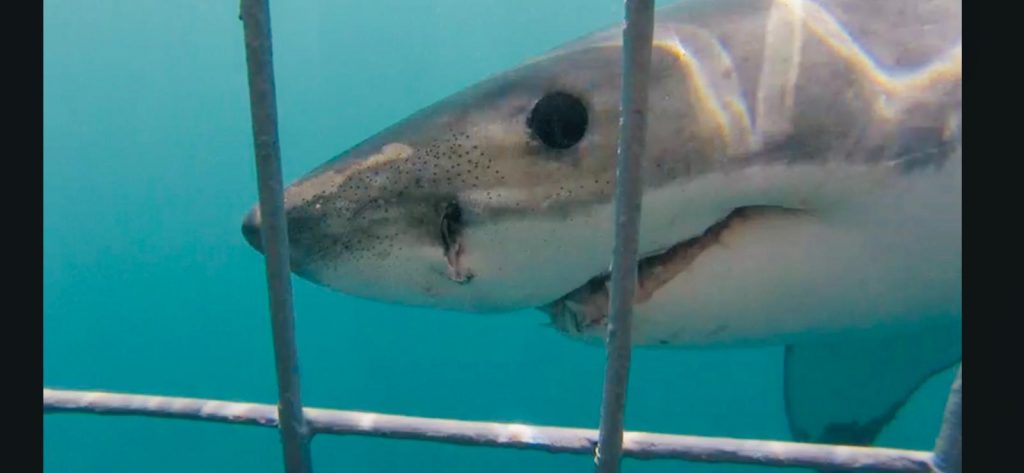 10 Interesting Facts About the Great White Shark