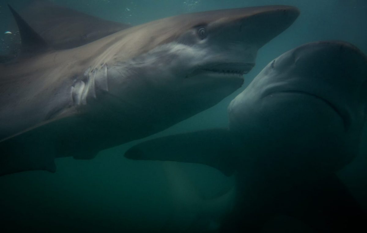 Meet the Bronze Whaler Shark