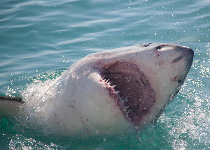 Photo Gallery - Great White Sharks - Cage Diving Gansbaai