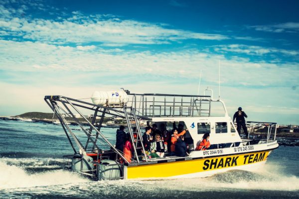 Shark Cage Diving Price Gansbaai