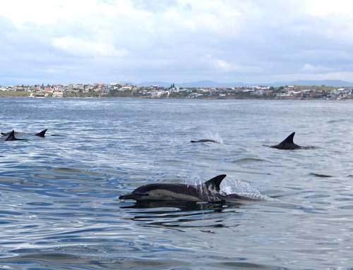 Common Dolphins in Gansbaai, South Africa