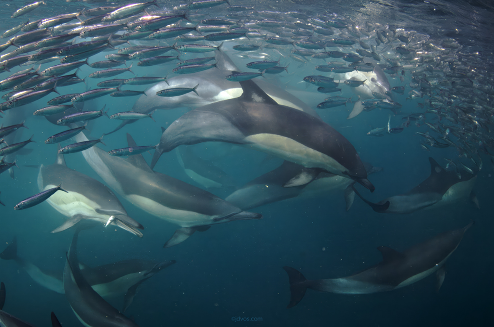 Common Dolphins at the Sardine Run in South Africa Common dolphins feeding during the Sardine Run in South Africa