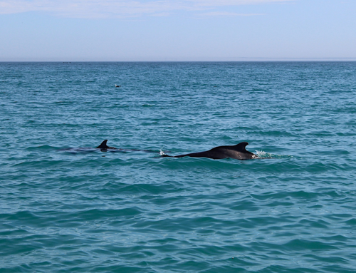 Indian Ocean Humpback Dolphins of Gansbaai, South Africa