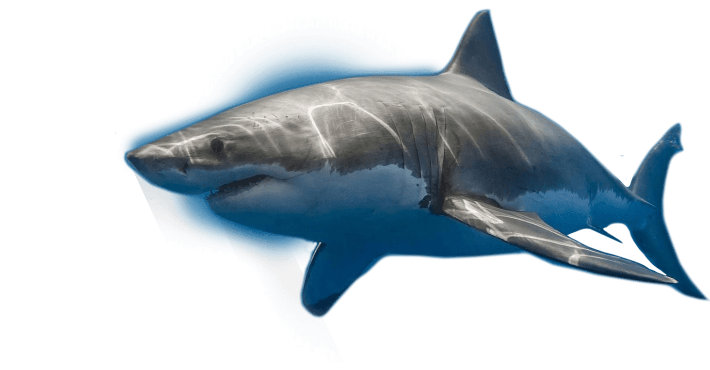 Whale watching south Africa