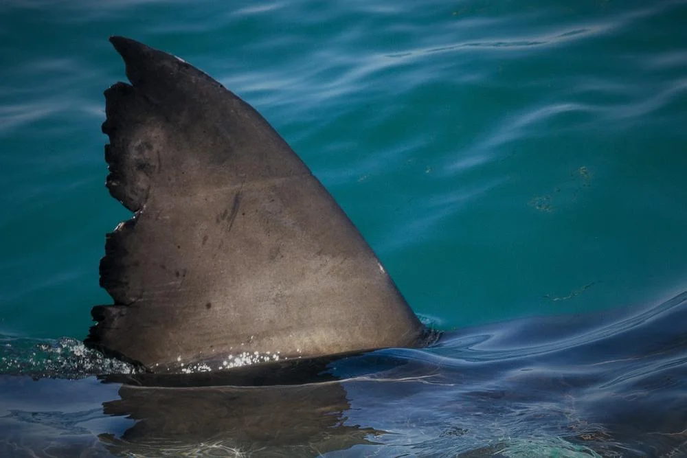 Gallery - Shark Fin - From Projects Boat